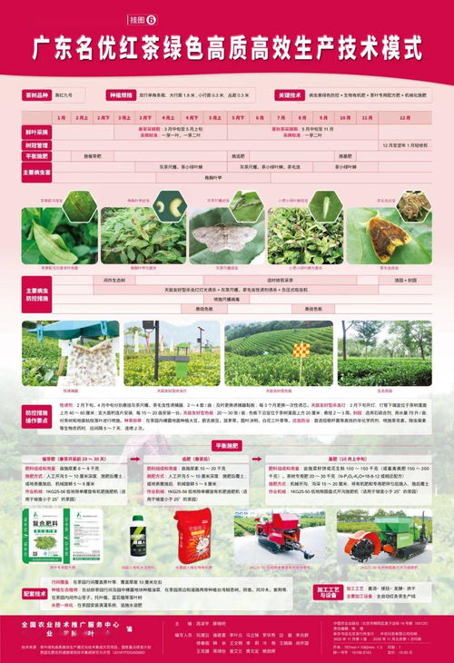 茶葉綠色高質高效生產模式 圖文并茂，一學就會